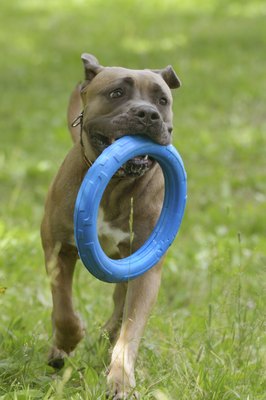 -lvinst-/iStock/Getty Images Despite his large size, the cane corso moves with powerful elegance.