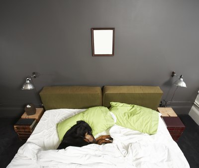 Thomas Northcut/Photodisc/Getty Images "Keep me warm and cozy until you take me to see Doc."