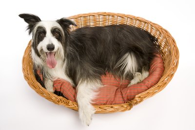 BananaStock/BananaStock/Getty Images Keep your dog and his bedding free of fleas to minimize his risk of tapeworm infection.