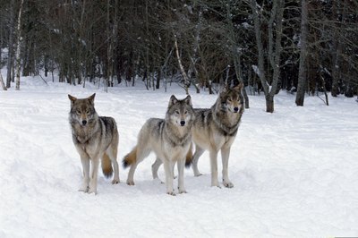 Comstock Images/Stockbyte/Getty Images Spanish mastiffs often wore spiked dog collars to protect them from the packs of wolves they were bred to defend against.