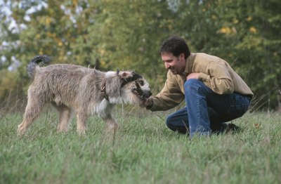 Hemera Technologies/AbleStock.com/Getty Images Retrieving a stick may encourage Scruffy to chew on wood.
