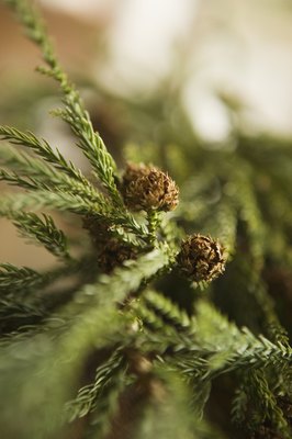 Comstock Images/Comstock/Getty Images Pine cones are dangerous for puppies to chew on.