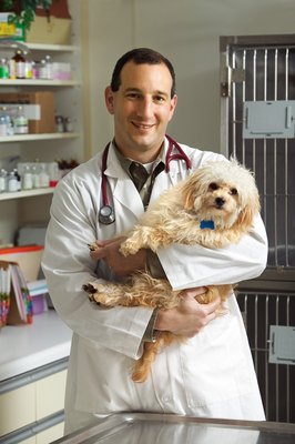 Thinkstock/Comstock/Getty Images Don't give up on your dog because of financial stress.