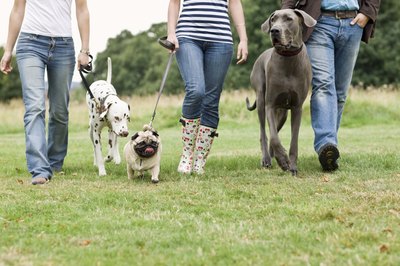 Jupiterimages/Polka Dot/Getty Images Infected dogs can shed bacteria for a few months, so your pooch could pick up kennel cough from one of his buddies.