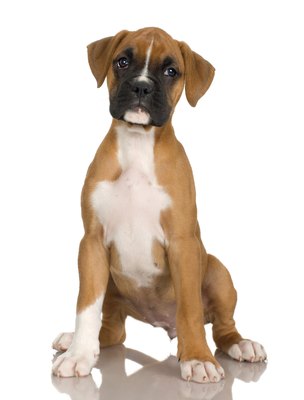 Jupiterimages/Photos.com/Getty Images A boxer's ears should be of moderate size and thin when uncropped.