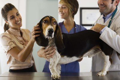Jupiterimages/Stockbyte/Getty Images Consult a vet if your dog's having digestive issues.
