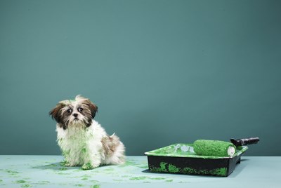 Martin Poole/Digital Vision/Getty Images Unfortunately, Scruffy may be using a different kind of "paint."