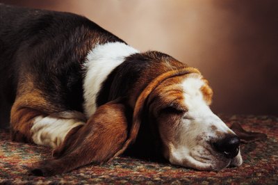 Comstock/Stockbyte/Getty Images No holistic methods exist for curing heartworm in dogs.