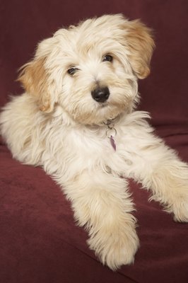 Jupiterimages/Stockbyte/Getty Images A clipped Havanese looks much different from his long-haired self.