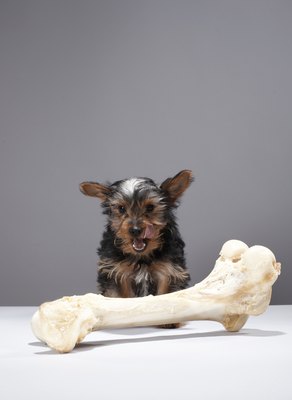 Martin Poole/Digital Vision/Getty Images Poor breeding can result in aggression.