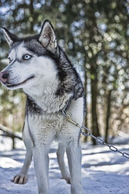 Jupiterimages/Brand X Pictures/Getty Images Huskies shed their winter and summer coats seasonally.