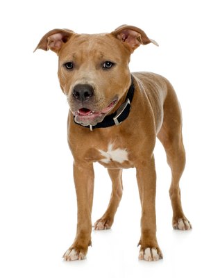 Jupiterimages/Photos.com/Getty Images Pit bulls do not have jaws that lock -- that's one of many myths.