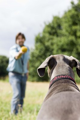 Jupiterimages/Polka Dot/Getty Images When your pal is well-behaved, the two of you can enjoy games together.