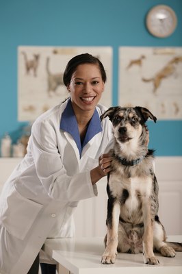 Comstock/Comstock/Getty Images Blood tests and microscopic exams can help determine whether your pup is close to ovulating.