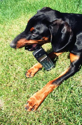 John Foxx/Stockbyte/Getty Images Anxiety can lead to behaviors, such as chewing. Some dogs need medication to help reduce their anxiety.