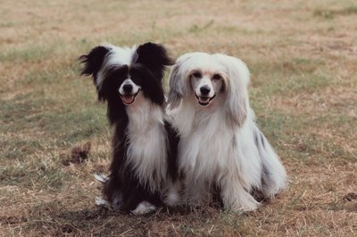Jupiterimages/Photos.com/Getty Images Successful mating can be diagnosed by your vet at approximately four weeks.
