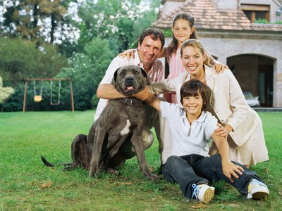 Image Source/Digital Vision/Getty Images No matter how tall your English mastiff gets, he'll still be part of the family.