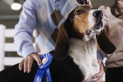 Jupiterimages/Stockbyte/Getty Images Award-winning dogs often sire many puppies.