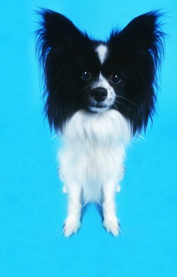 George Doyle/Stockbyte/Getty Images Fireworks are disproportionately loud for your dog's ears.