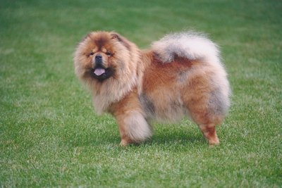 Jupiterimages/Photos.com/Getty Images Chows are known for their bushy, thick tails.