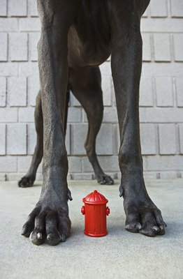 Brand X Pictures/Brand X Pictures/Getty Images Dogs tend to have special toilet habits.