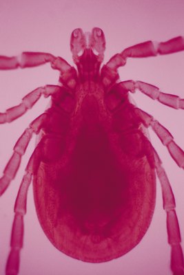 Ablestock.com/AbleStock.com/Getty Images Don't try to lure a tick out with matches, petroleum jelly or nail polish.