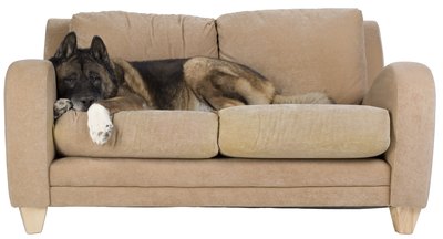 Photos.com/PhotoObjects.net/Getty Images "I climb on the couch by myself when you're not home."