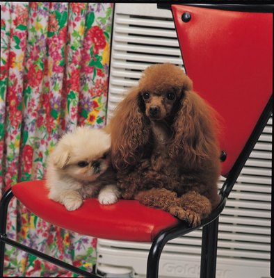 Photos.com/Photos.com/Getty Images While dogs with mange may share the mites responsible, they do not always cause mange in other dogs.
