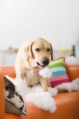 Jupiterimages/Brand X Pictures/Getty Images A bored dog can get into trouble.