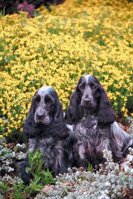 Jupiterimages/Photos.com/Getty Images Follow label directions when applying Miracle-Gro and keep containers out of your dog's reach.