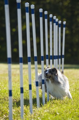 Apple Tree House/Lifesize/Getty Images Agility dogs have increased risk of tendonitis.