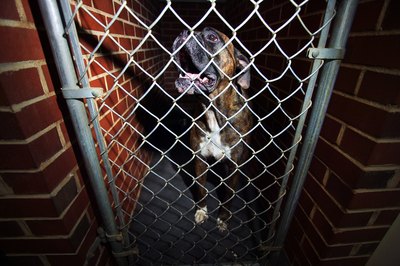 Thinkstock/Comstock/Getty Images Boarding in a kennel increases the risk of exposure to kennel cough.
