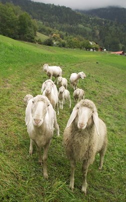 Photodisc/Photodisc/Getty Images Livestock guardian dogs protect livestock such as goats.
