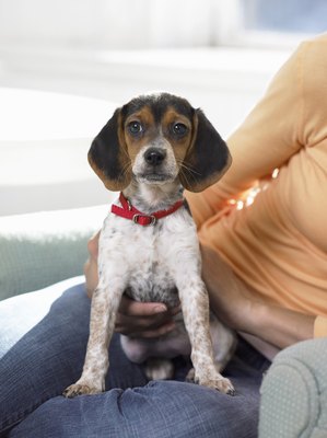 Digital Vision./Digital Vision/Getty Images Veterinary pathologist Dr. Dubiski won the prestigious Casey Award for his discovery of canine circovirus in a little beagle.