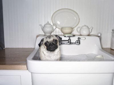 Digital Vision./Photodisc/Getty Images A run-in with a skunk means one thing: bath time.