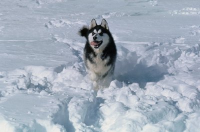 John Foxx/Stockbyte/Getty Images Boots can be especially helpful for a dog in snowy climates.