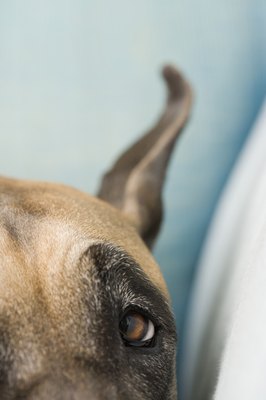 Image Source/Photodisc/Getty Images Cancers often affect the brains of older dogs.