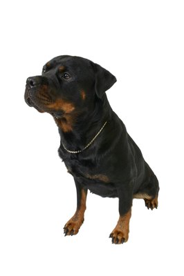 George Doyle & Ciaran Griffin/Stockbyte/Getty Images Slow and steady defines the growth pattern of the rottweiler.
