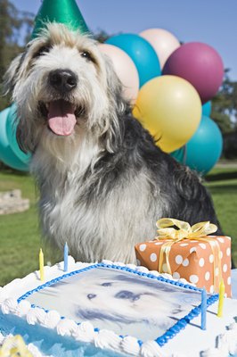 Brand X Pictures/Brand X Pictures/Getty Images You can celebrate your dog's special day with a homemade treat and no baking.