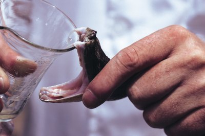 John Foxx/Stockbyte/Getty Images A venomous snakebite will show fang mark punctures on your dog.