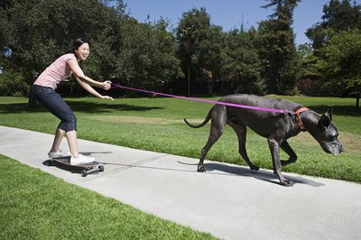 Brand X Pictures/Brand X Pictures/Getty Images With practice your dog may be better on the board than you.