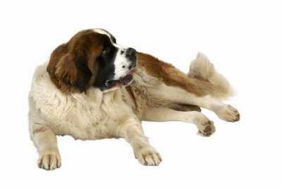 George Doyle & Ciaran Griffin/Stockbyte/Getty Images The Great Pyrenees helped rehabilitate the Saint Bernard breed in 1870.