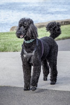 sjallenphotography/iStock/Getty Images The name poodle is derived from the German word pudel, which means to splash about.