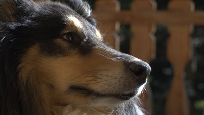 ChrisRinckes/iStock/Getty Images Collies are known for being a low-odor breed.