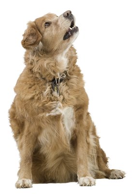 Photos.com/PhotoObjects.net/Getty Images "Mangy" is not a term of endearment.