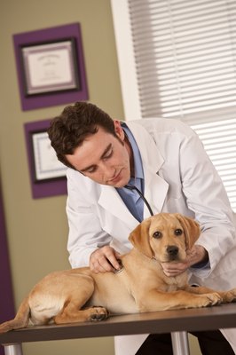 Comstock Images/Stockbyte/Getty Images Proper flea control is essential for preventing tapeworms.