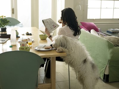 John Howard/Lifesize/Getty Images Occasional bits of dog-friendly people foods are okay.