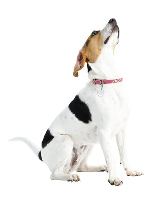 Jupiterimages/PhotoObjects.net/Getty Images Check with your municipality to find out where to get your dog licensed.