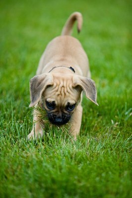 Jupiterimages/Photos.com/Getty Images When dogs eat their own waste it is a condition known as coprophagia.