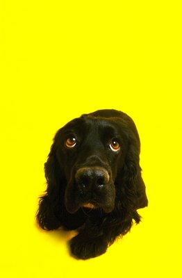 George Doyle/Stockbyte/Getty Images Those front paws are easy to get to if he's bored.